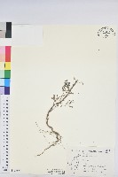 葉下珠、珠仔草藏品圖，第1張