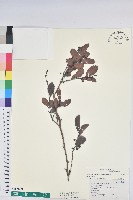 細葉饅頭果藏品圖，第1張