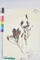 細葉饅頭果藏品圖，第1張