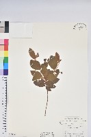 金毛杜鵑藏品圖，第1張