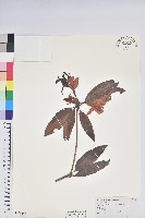 西施花、青紫木藏品圖，第1張