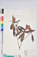 西施花、青紫木藏品圖，第1張