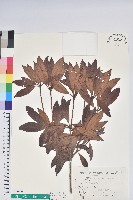 西施花、青紫木藏品圖，第1張
