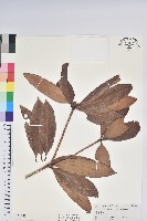 西施花、青紫木藏品圖，第1張