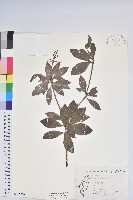 臺灣馬醉木藏品圖，第1張