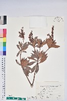 臺灣馬醉木藏品圖，第1張