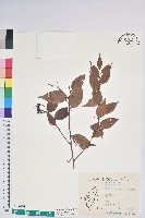 白果白珠藏品圖，第1張