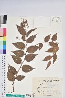 白珠樹藏品圖，第1張