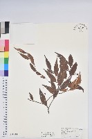 白珠樹藏品圖，第1張