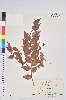 白珠樹藏品圖，第1張
