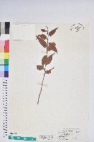 白珠樹藏品圖，第1張