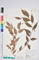 白珠樹藏品圖，第1張