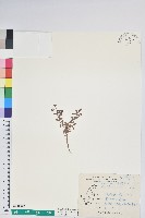 高山白珠樹藏品圖，第1張
