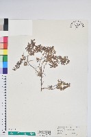 高山白珠樹藏品圖，第1張