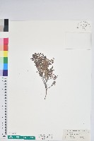 高山白珠樹藏品圖，第1張