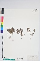 高山白珠樹藏品圖，第1張