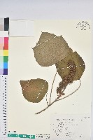 野桐藏品圖，第1張