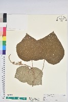 野桐藏品圖，第1張