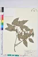 粗糠柴藏品圖，第1張