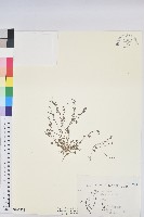 千根草藏品圖，第1張