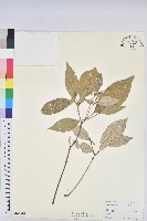 裡白巴豆藏品圖，第1張
