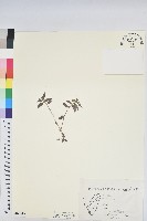 乳仔草藏品圖，第1張