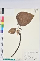 三年桐、光桐藏品圖，第1張