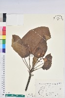 三年桐、光桐藏品圖，第1張