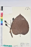 三年桐、光桐藏品圖，第1張