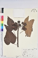 廣東油桐、皺桐藏品圖，第1張