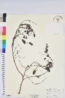 紅仔珠藏品圖，第1張