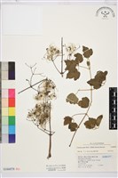 串鼻龍藏品圖，第1張