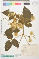 銹毛鐵線蓮藏品圖，第1張