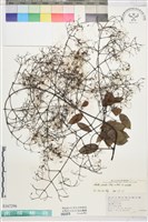 柱果鐵線蓮藏品圖，第1張