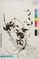 田村氏鐵線蓮藏品圖，第1張