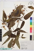 薄單葉鐵線蓮藏品圖，第1張