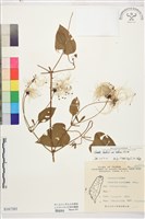 田代氏鐵線蓮藏品圖，第1張