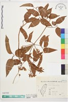 麥氏鐵線蓮藏品圖，第1張