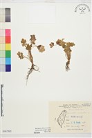 石龍芮藏品圖，第1張