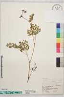 微毛爪哇唐松草藏品圖，第1張