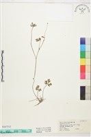 疏花毛茛藏品圖，第1張