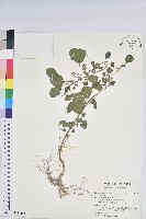 印度鐵莧藏品圖，第1張