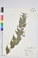 白珠樹藏品圖，第1張