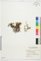 檜林毛茛藏品圖，第1張