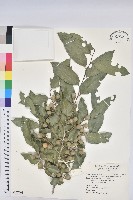 印度無憂樹藏品圖，第1張