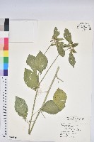 白苞猩猩草藏品圖，第1張