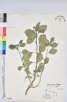 登錄號:S167627藏品圖，第1張