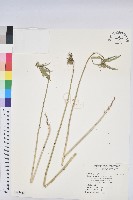 白苞猩猩草藏品圖，第1張