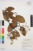 厚葉鐵線蓮藏品圖，第2張