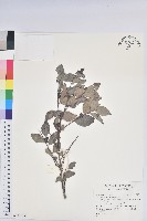 登錄號:S167679藏品圖，第1張